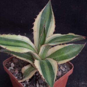 Agave lophantha Splendida var.