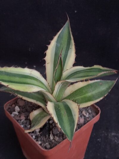 Agave lophantha Splendida var.