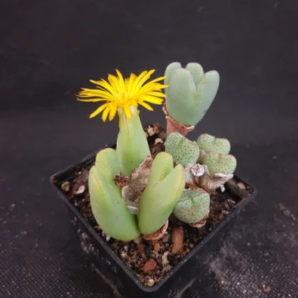 Conophytum bilobum