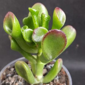 Crassula ovata Hobbit