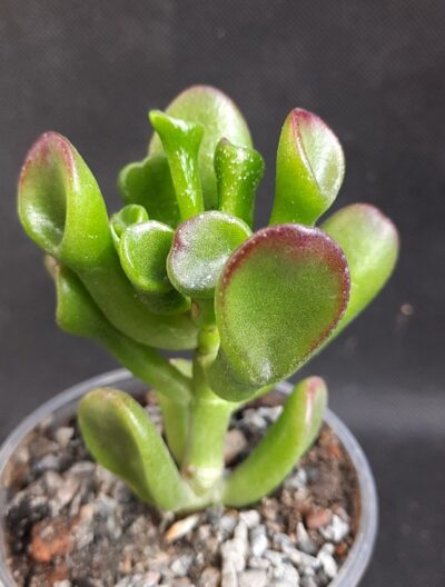 Crassula ovata Hobbit