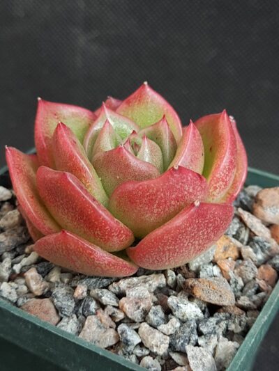 Echeveria agavoides Ladies Choice
