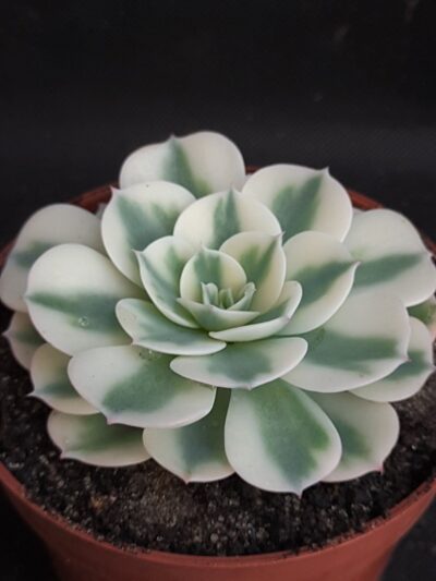 Echeveria Carousel
