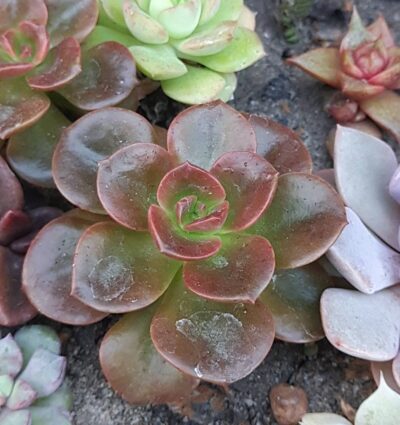 Echeveria melaco