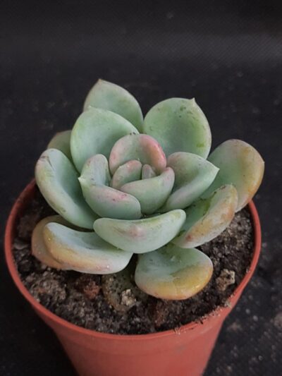 Echeveria Orpet