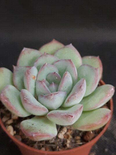 Echeveria hybr.(pulidonis x laui )