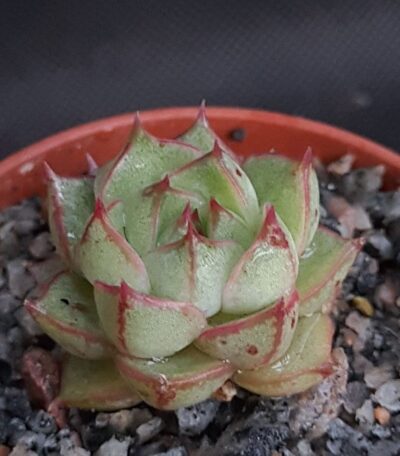 Echeveria purpusorum white