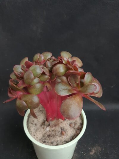 Echeveria Red Ball cristata