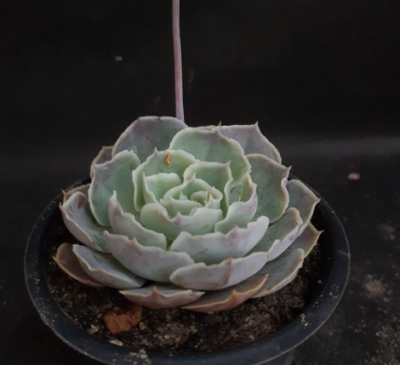 Echeveria shaviana