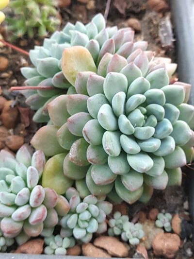 Echeveria sanchez-mejoradae