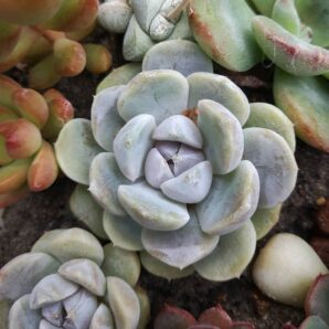 Echeveria Tiny Burger