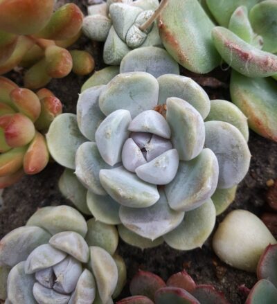 Echeveria Tiny Burger