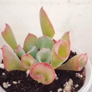 Echeveria Trumpet Pinky