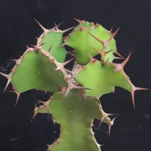 Euphorbia grandicornis | 44
