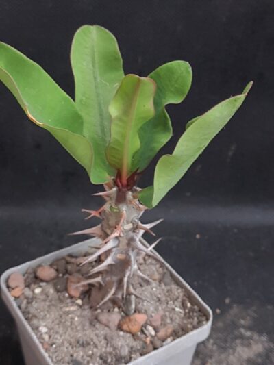 Euphorbia milii Siraya