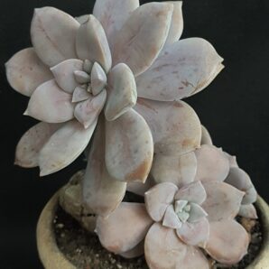 Graptopetalum Superbum