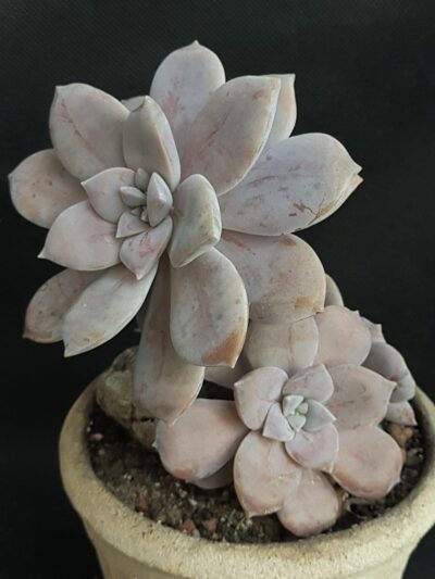 Graptopetalum Superbum
