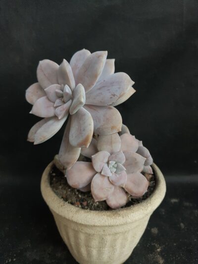 Graptopetalum Superbum - Зображення 2