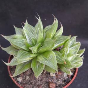 Haworthia cv. Grey Ghost | 61