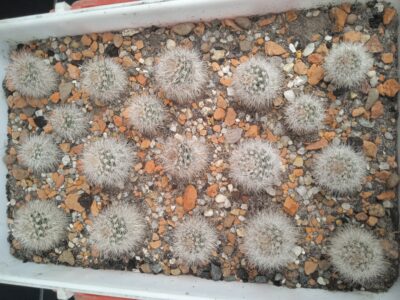 Lobivia aurea v. leucomalla - Зображення 2