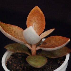 Kalanchoe orgyalis