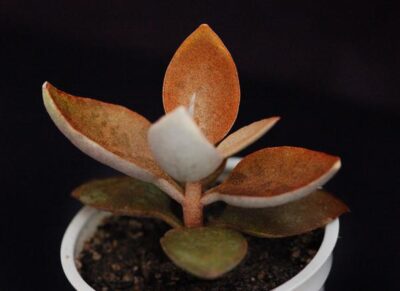 Kalanchoe orgyalis