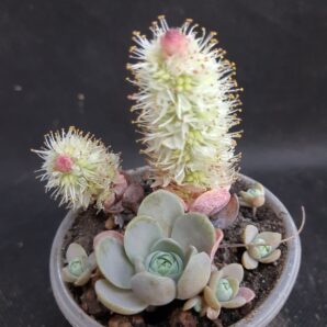 Orostachys iwarenge