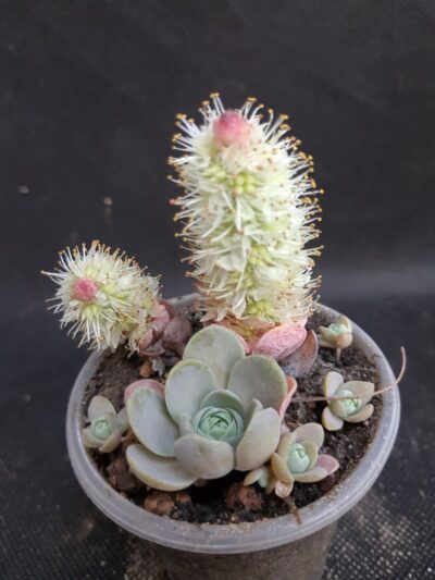 Orostachys iwarenge