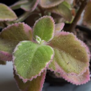 Plectranthus amboinicus