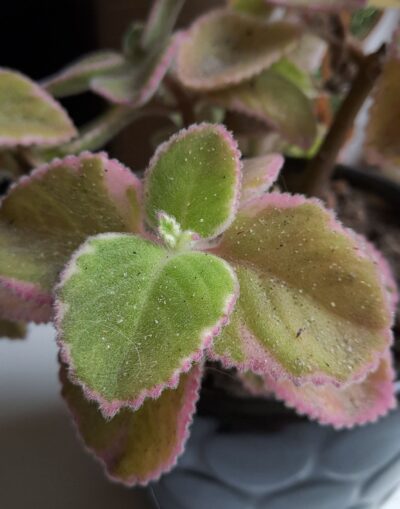 Plectranthus amboinicus
