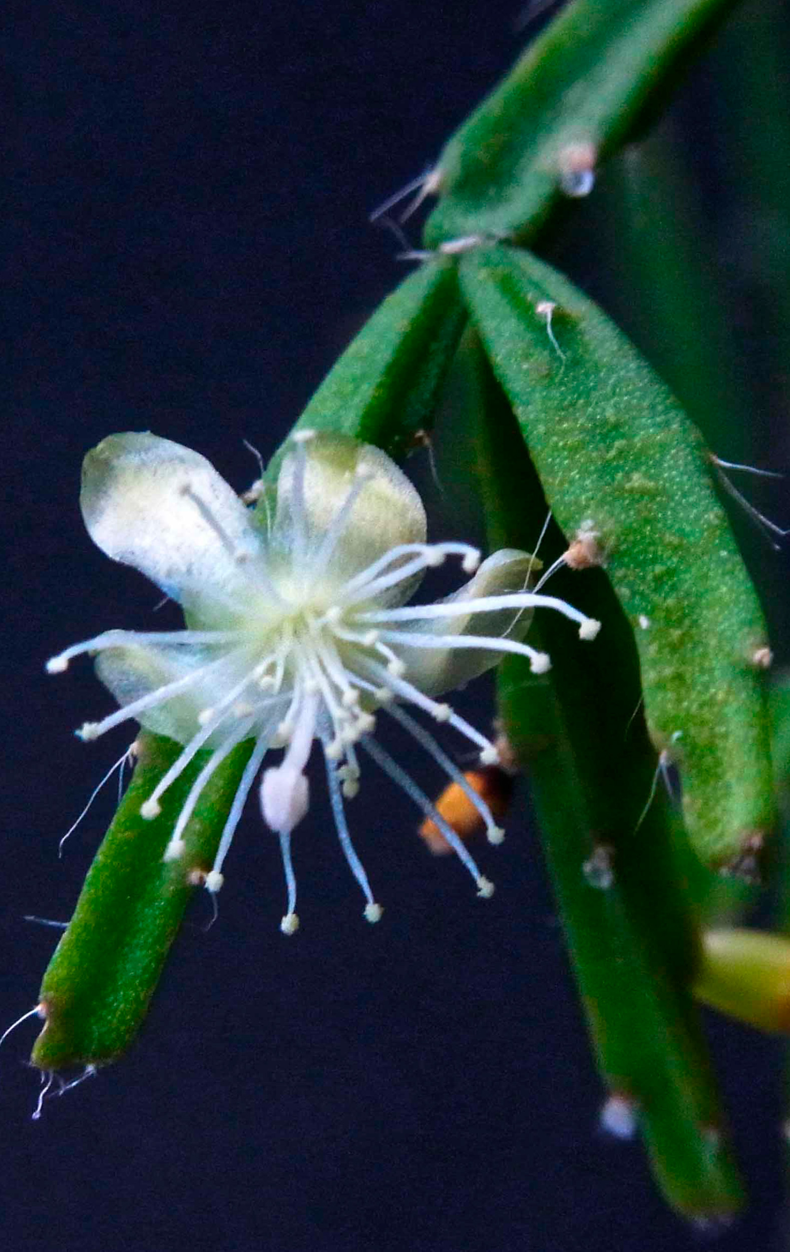 Rhipsalis ewaldiana