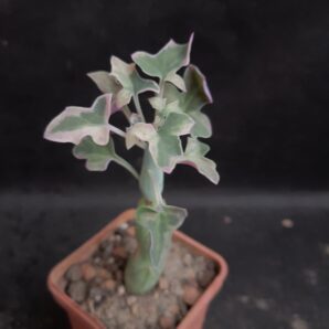 Senecio articulata variegata | 95