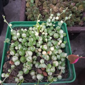 Senecio rowleyanus var.