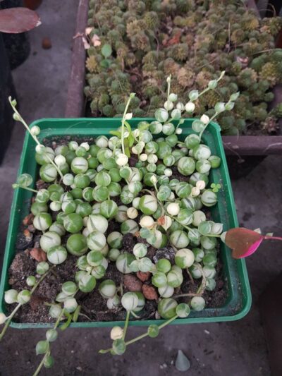 Senecio rowleyanus var.