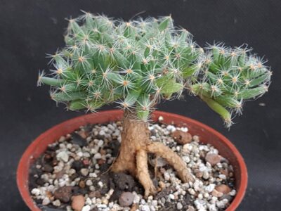 Trichodiadema densum