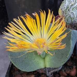 Pleiospilos bolusii