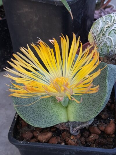 Pleiospilos bolusii