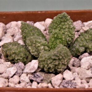 adromischus-marianae-v.herrei-cq460-5