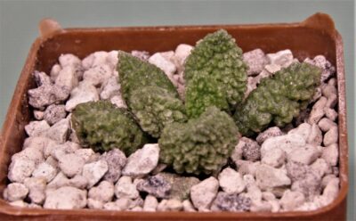 adromischus-marianae-v.herrei-cq460-5