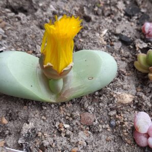 Argyroderma delaetii