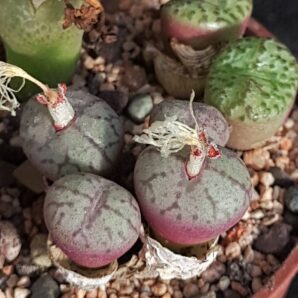 Conophytum obcordellum rolfii