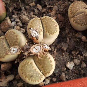Lithops salicola
