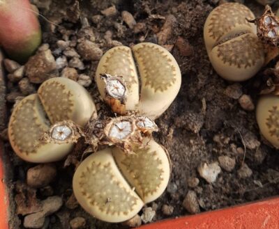 Lithops salicola
