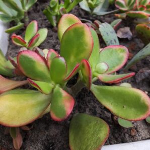 Crassula ovata Sunset