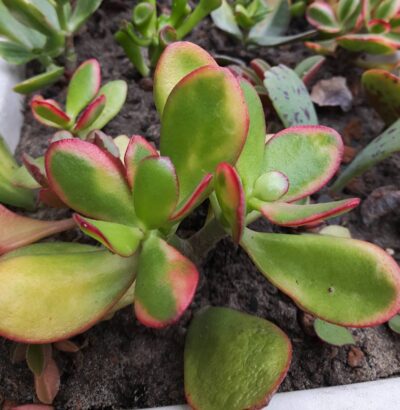 Crassula ovata Sunset