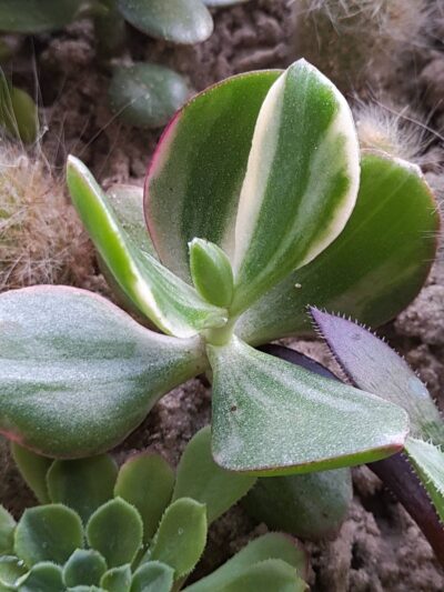 Crassula ovata Tricolor