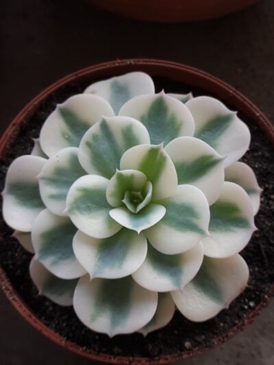 Echeveria Carousel