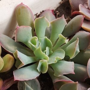 Echeveria Trumpet Pinky
