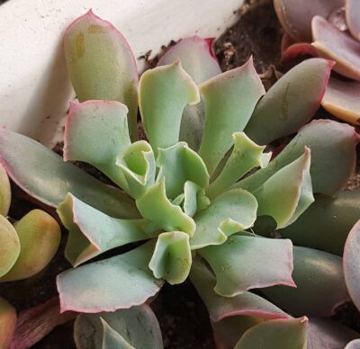 Echeveria Trumpet Pinky