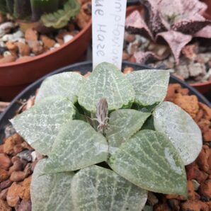 Haworthia comptoniana 'Blue Haze'
